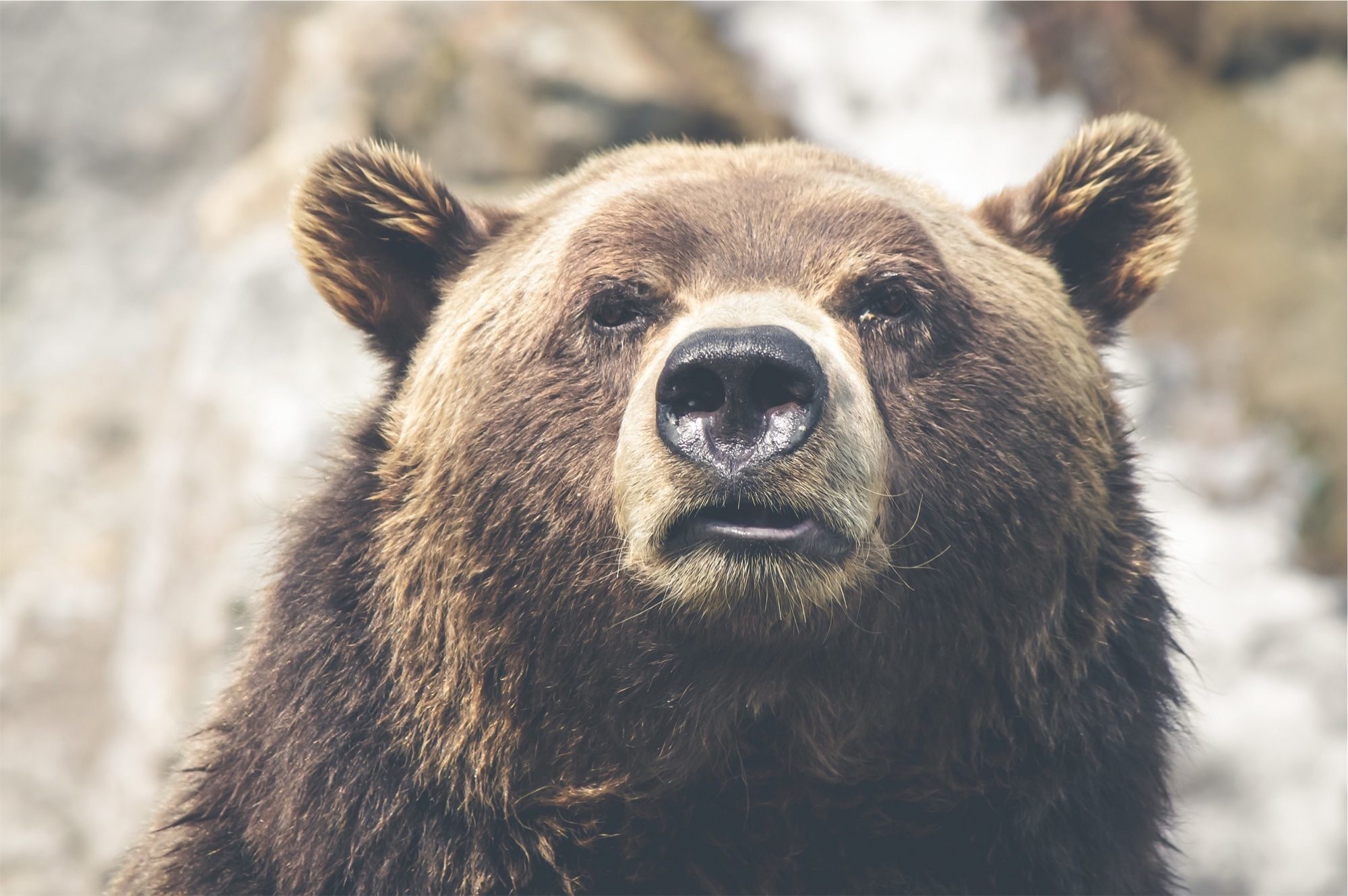 a close up of a brown bear is looking at the camera