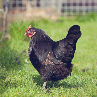 a bird standing on top of a grass covered field