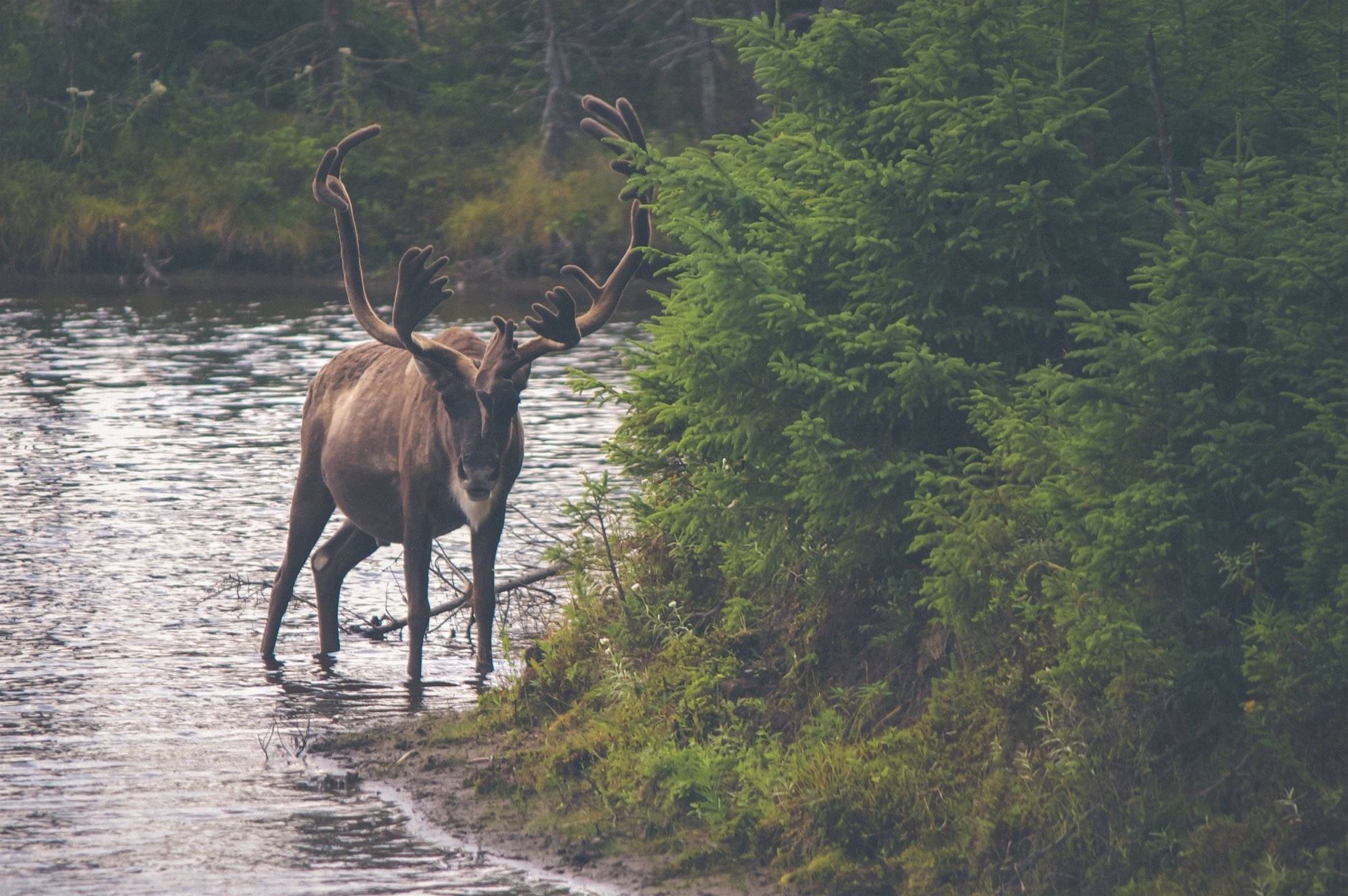 a brown horse standing next to a river